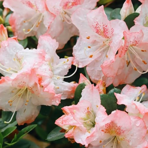 Semi di azalea, semi di rododendro resistente, biologici le da giardino roccioso sono resistenti 90pcs
