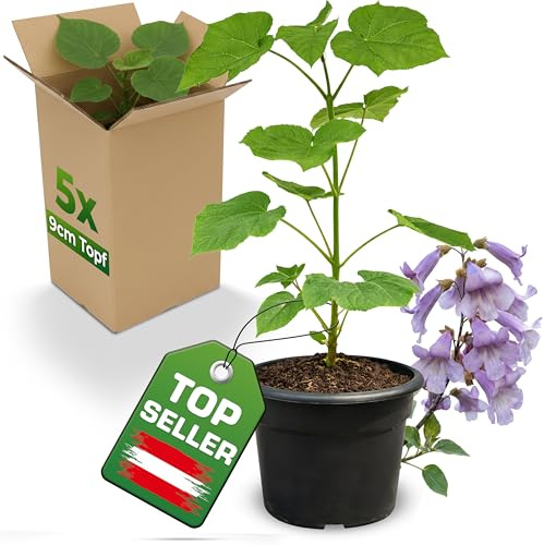 5x Blauglockenbaum Paulownia Shandong im 9cm Topf – schnellwachsender Kiribaum mit blauvioletten Glockenblüten – winterhart bis ca. -15 °C/-20 °C – Zier- & Schattenbaum – als Wertholzbaum geeignet
