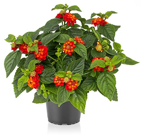 Lantana Camara Natural La Planta de Flores Intensas que Dará un Toque de Vida a Tu Hogar