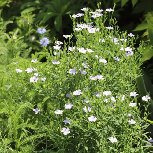 Semi di lino blu, Linum perenne, da giardino roccioso resistenti regali per gli amanti del giardino semi di regali sostenibili semi di selvatici 100pcs
