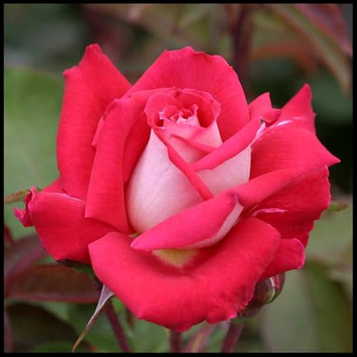 Rosales híbridos/Rizomas de rosas raras/Resistentes al frío/Decorativos/Jardín/En maceta/Fáciles de cuidar-1 Rizoma-B