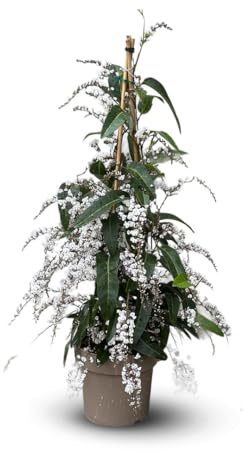 Attitude Jardin - Hardenbergia violacea pyramide - plante fleurie - 70-80 cm - ⌀ 18 cm - plante d'extérieur - fleur blanche