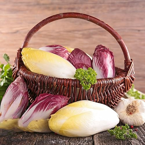 semillas de achicoria resistentes - elevadas jardín organicas 500pcs