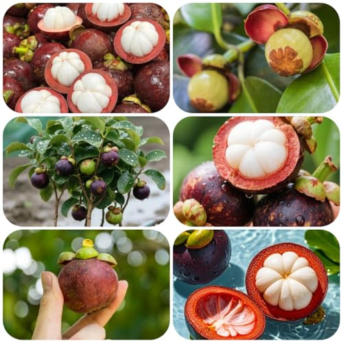 acquistare semi di mangostano, esotiche giardino da nani per il giardino mangostano, rari serre balcone roccioso 60pcs