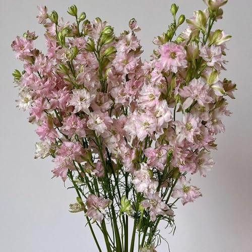 rittersporn frühlingsblume, winterharte garten delphinium blumensamen balkon, winterharte kübelpflanzen, blumendeko gartendeko 100samen