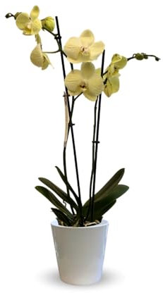 Attitude Jardin - Orchidée jaune - double branche - phalaenopsis - 60-70 cm - ⌀ 12 cm - cache pot en céramique blanc