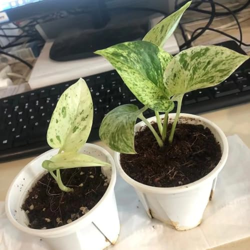 pothos rara decorazione murale verde rampicante sospese decorazione recinzione viticci in vaso per luoghi soleggiati rampicanti sospese da giardino resistenti da 60semi
