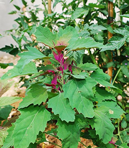 Seedeo® Baumspinat (Chenopodium giganteum) ca. 200 Samen BIO