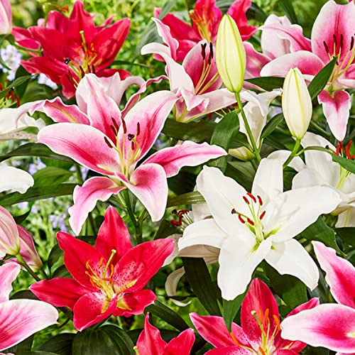 Lilien Zwiebeln Winterhart Mehrjährig - Orientalische Kollektion - 15 Stück - Mehrjährige Blumenzwiebeln aus Holland - Für Garten und Topf (große Knollen, kein Samen, nicht künstlich)