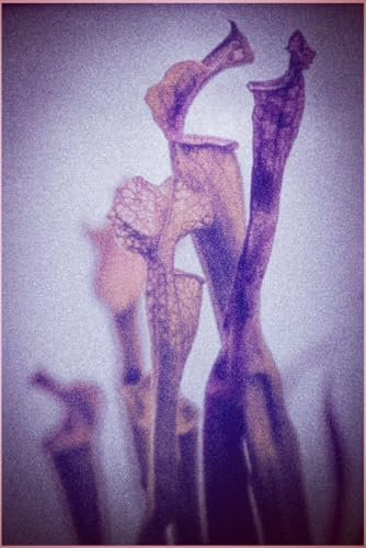 Pitcher Plant in Shades of Pink and Lavender Journal