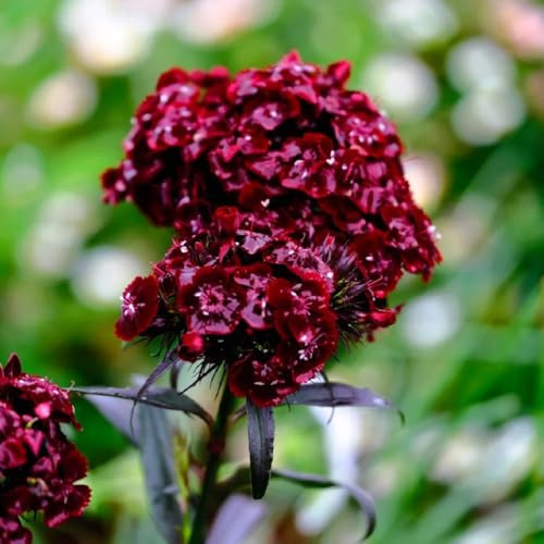 semi annuali di garofano dolce - Dianthus - resistenti da balcone esotiche da giardino 120pcs