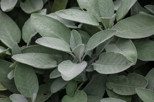Salvia officinalis 'Würzburg' 9x9 cm Topf – Winterhart, Mehrjährig, Pflegeleicht – Echter Salbei – Kräuterpflanze für Beet & Balkon