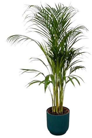 Areca Palme - 110cm - Ø21cm inkl. elho Vibes Fold Round blau D22xH20