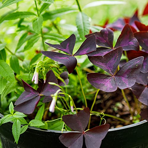 oxalis triangularis - draußen zimmerpflanzen balkonpflanzen pflanztöpfe garden oxalis triangularis bodendecker winterhart 15zwiebeln