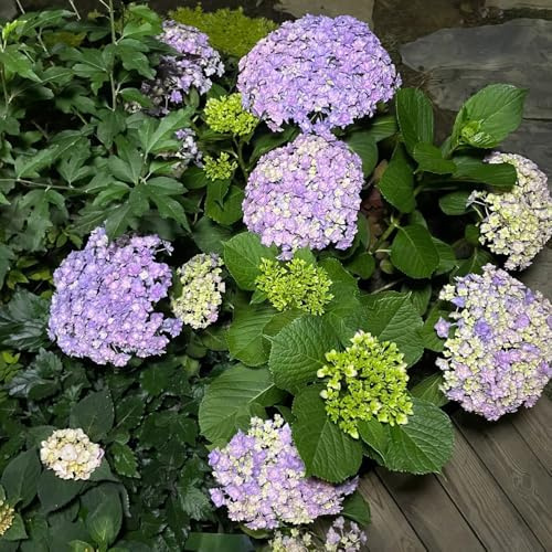 semillas hortensias reales decoración de sala de estar decoraciones jardín para exteriores en extremadamente resistentes Cobertura perenne resistente 300pcs