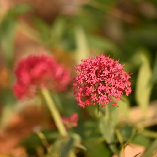 sperone semi di da interno semi valeriana culinarie rare primaverili giardino aromatiche da interno biologiche, selvatiche medicinali 400semi