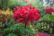Acero rosso giapponese Acero palmatum Osakazuki pianta in vaso ø18 cm Vivaio di Castelletto