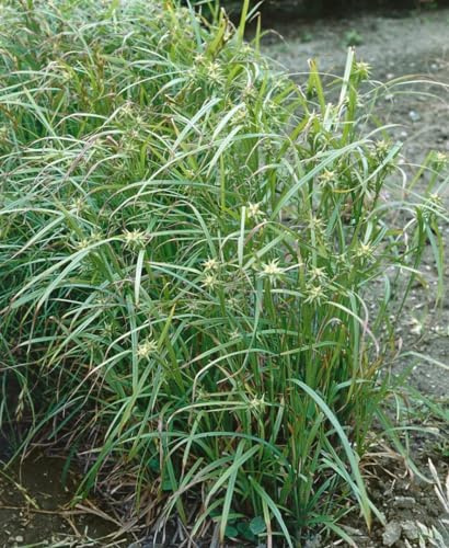 Carex grayi 'Saladin' – Winterhart, Mehrjährig, Pflegeleicht – Morgenstern-Segge – Ziergras für Beet & Kübel