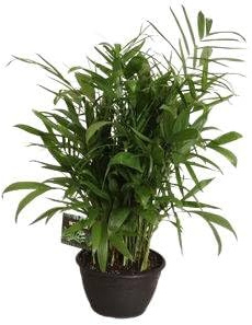 Fresh Plants - Chamaedorea seifrizii - Palmier XXL - Pot Ø 30 cm - Hauteur env. 100 cm