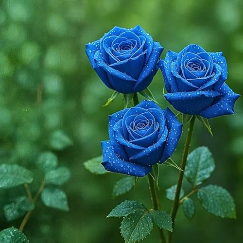Rosa perenne rara – Tallo de rosa – Arbusto perenne – Resistente y fácil de cultivar – Hermosa decoración para el jardín-1 root-J