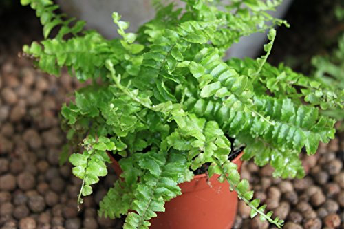 Planta de interior - Nephrolepis- Helecho de Boston - Planta frondosa para casa - Aproximadamente 15 cm de alto