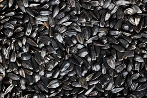 Eurital Schwarze Sonnenblumenkerne 5 kg für Wildvögel und Eichhörnchen