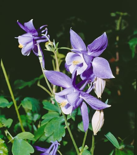 Aquilegia alpina 9x9 cm Topf – Winterhart, Mehrjährig, Pflegeleicht – Alpen-Akelei – Staude für Steingarten & Beet