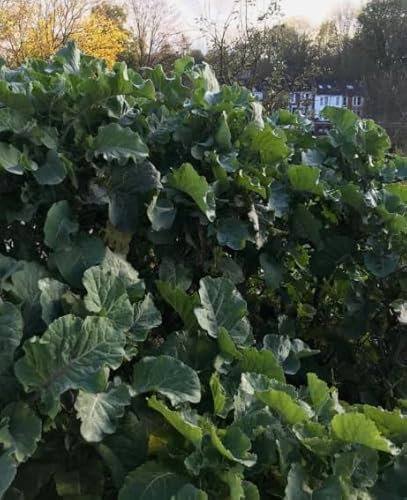 1 Pack of 15 SEEEDS Kale Cottagers