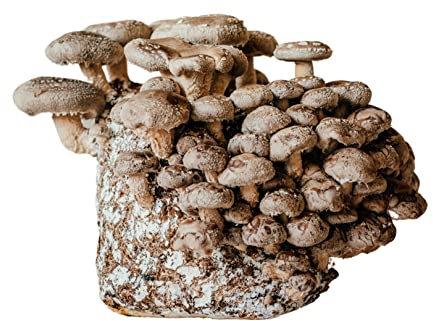 Merryhill Mushrooms - Ready Growing Shiitake Mushroom XL Growing Kit | Easy To Grow, Perfect Indoor Gardening Gift, Large Yield and Harvest