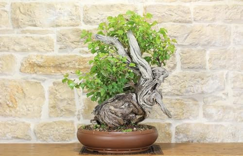 Bonsai Yamadori di Vite Selvatica (3)