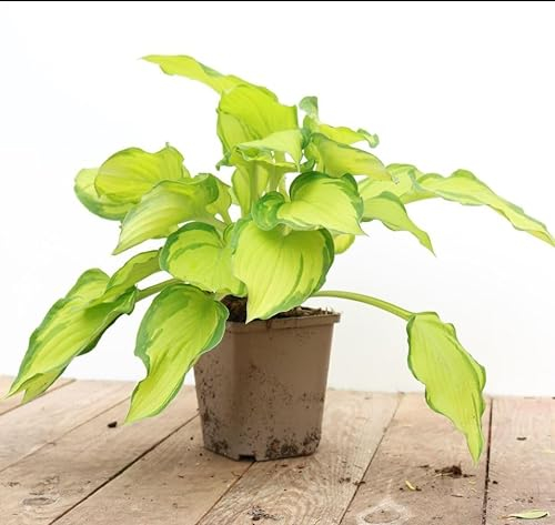 Hosta 'Gold Drop' 11x11 cm Topf – Winterhart, Mehrjährig, Pflegeleicht – Funkie – Schattenstaude für Beet & Unterpflanzung