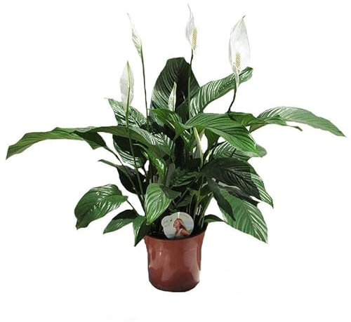 Spathiphyllum Sensation DECOALIVE Planta de Interior Natural para Decorar el Hogar