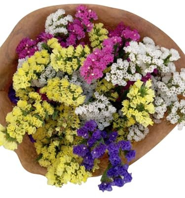 JARDIN202 - Ramo Natural SiempreViva | 10 tallos | Hojas Naturales de SiempreViva para Decoración - Entregas en 24 Horas | 10 Tallos -