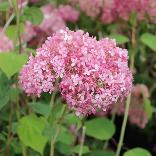 Hortensia de Virginie 'Pink Annabelle' – Hydrangea arborescens 'Pink Annabelle'® PW – 30-50 cm pot