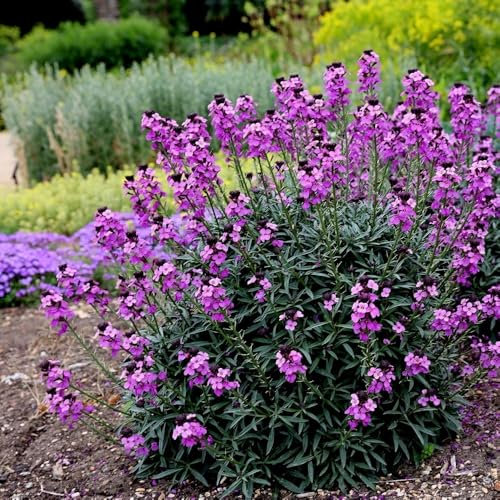 Plant Theory 9cm Pot Erysimum Bowless Mauve Perennial WallFlower Perennial