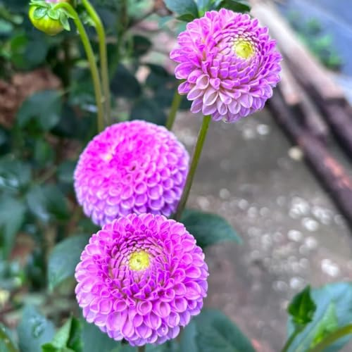 tuberi di dalia, dalie resistenti in vaso rizoma di dalia in vaso selvatici balcone decorazioni giardino per 6bulbi