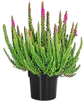 Brezo Mediterráneo Planta Ornamental de Exterior y de Mix de Colores