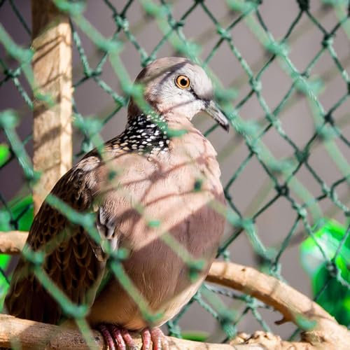 PanHuiWen Vogelnetze Vogelschutznetz Stabil Katzennetz FüR Balkon Ohne Bohren HüHnernetz Maschenweite 1.5x1.5cm Gemüsenetz Pool Netz Gartennetz Teichnetz Laubnetz,2x10m