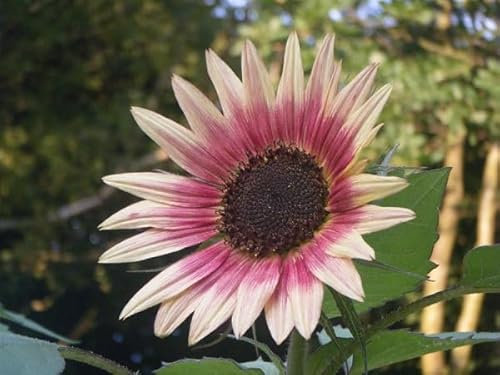100 graines de tournesol fraîches et neuves