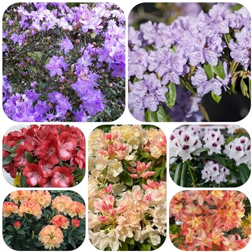 semillas resistentes de azalea - decoración balcones interior exóticas 150pcs
