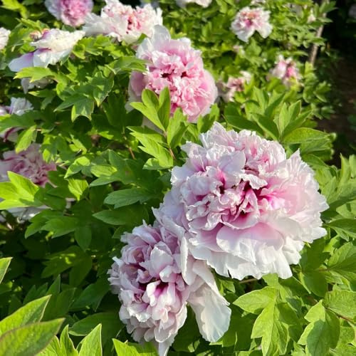 pfingstrosenzwiebeln winterhart,pfingstrose, balkon garten steingarten winterhart exotische 3pcs