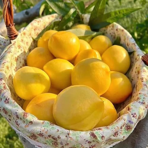 nettarina arbusti a crescita da aiuola rialzata rari da colonnari siepi, arbusti, decorazioni per il soggiorno per gli amanti 5semi