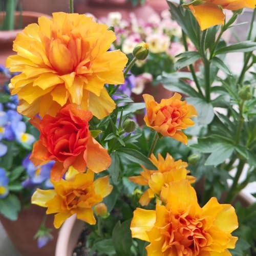 ranúnculo - semillas de ranúnculo de primavera, resistentes en macetas trepadoras, jardín rocas pradera decorativas perenne ornamentales lugares 50semillas