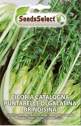SEMI SEMENTI DI CICORIA CATALOGNA PUNTARELLE DI GALATINA BRINDISINA BUSTINA MAXI