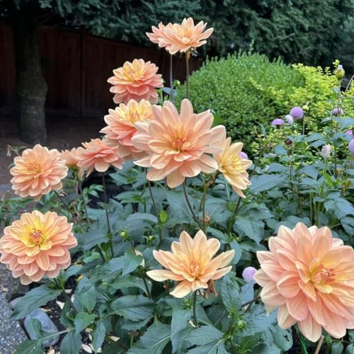 (HGJKYTFCDG) - Dahlias résistant à l'hiver - Acheter des dahlias et variétés résistantes au gel pour jardin et balcon, faciles à cultiver - 8 pièces-F