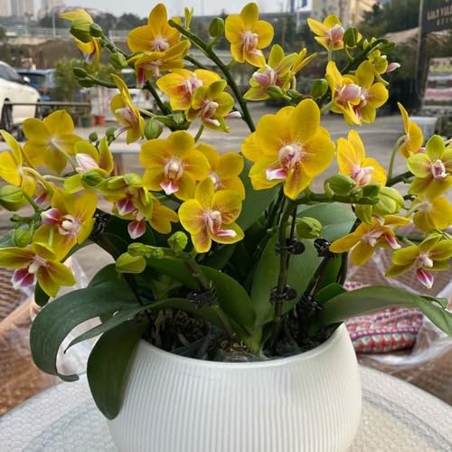 semi di orchidea Phalaenopsis, selvatici perenni, decorazioni, resistenti per balconi vecchie varietà 900pcs