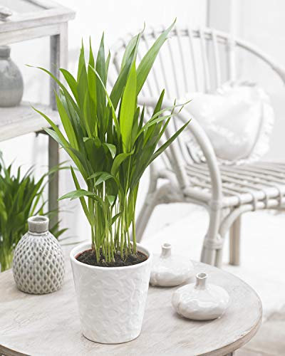 Areca Palm Dypsis Lutescens Large Indoor House Plant for Home Office in 13cm Pot