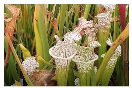 Stk - 5x Sarracenia leucophylla Citronelle Fleischfressende Pflanzen – Samen B2261 - Seeds & Plants Shop by Ipsa