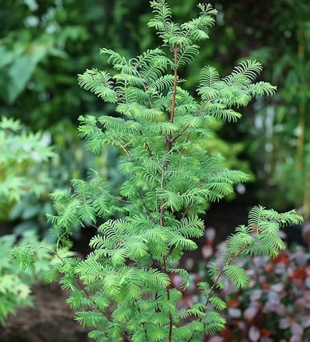 Urweltmammutbaum Chinesisches Rotholz 125-150cm - Metasequoia glyptostroboides
