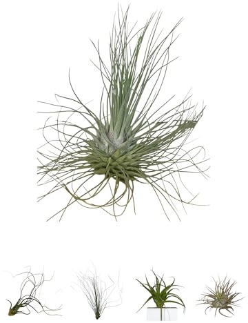 BROWN&GREEN Tillandsia - Plantas de Aire Natural - Tillandsias - Plantas de Aire - Tillandsia Planta Natural - Clavel del Aire - Planta - Plantas Aereas - Plantas Aereas Naturales (1, Fuchsii)